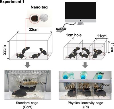 Regular Low-Intensity Exercise Prevents Cognitive Decline and a Depressive-Like State Induced by Physical Inactivity in Mice: A New Physical Inactivity Experiment Model